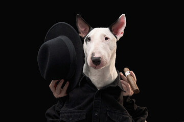 A white Bull Terrier in a black outfit and hat holds a cigar against a dark background, looking...