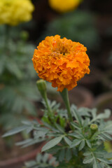 orange marigold flower blossom in garden, orange Mari Gold flowers for decorate garden, Close up of beautiful orange marigold flower. Nature, Marigold flowers bloom in the morning, Marigold