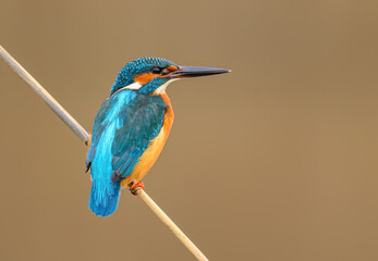 European Kingfisher ( Alcedo atthis ) close up