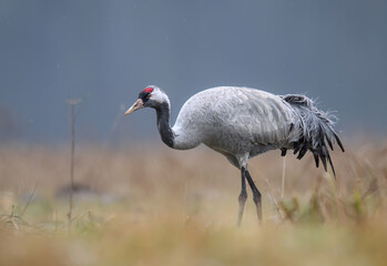 Common crane bird ( Grus grus )