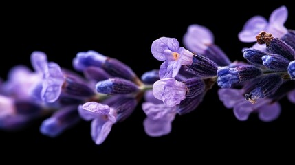 Naklejka premium Delicate lavender petals in fine detail against a dark, elegant black surface