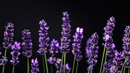 Obraz premium Elegant lavender flowers glowing softly against a rich black backdrop