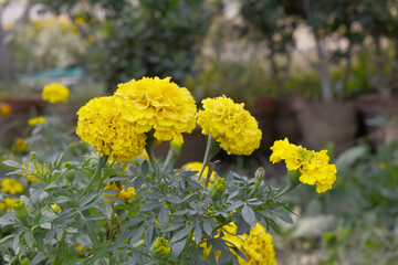 Yellow marigold flower blossom in garden, Yellow Mari Gold flowers for decorate garden, Close up of beautiful Yellow marigold flower. Nature, Marigold flowers bloom in the morning, Marigold