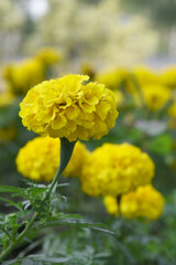 Yellow marigold flower blossom in garden, Yellow Mari Gold flowers for decorate garden, Close up of beautiful Yellow marigold flower. Nature, Marigold flowers bloom in the morning, Marigold