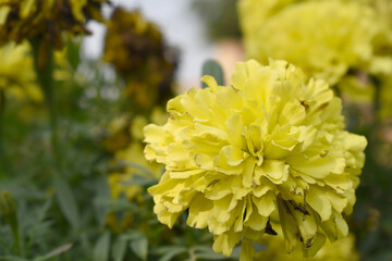 Yellow marigold flower blossom in garden, Yellow Mari Gold flowers for decorate garden, Close up of beautiful Yellow marigold flower. Nature, Marigold flowers bloom in the morning, Marigold
