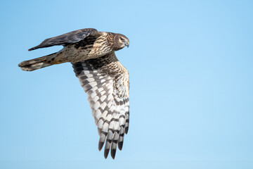 northern harrier in up close flight over a marsh