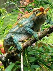 Parson's chameleon calumma parsonii from Madagascar.