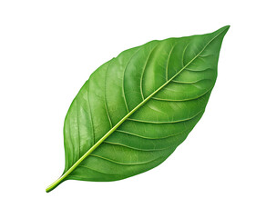 Obraz premium Single green leaf on a red background