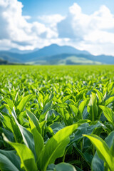 Fototapeta premium banana growing at agriculture field