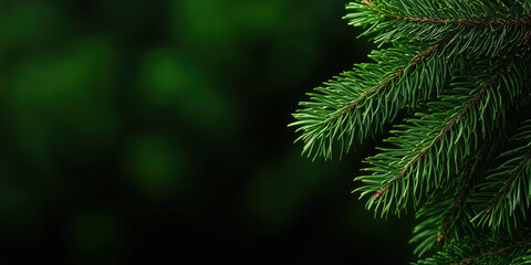 Pine branch with needles on dark background. Nature and christmas concept