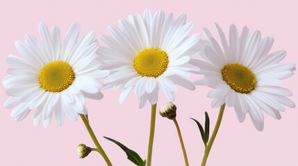 Fototapeta premium White daisies arranged symmetrically on a solid pink background, emphasizing simplicity and beauty