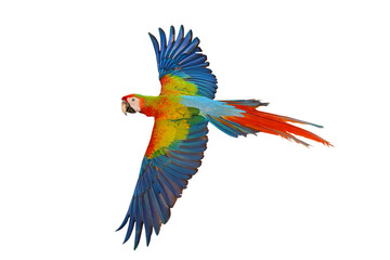 Colorful flying Red Dominant Camelot Macaw parrot isolated on transparent background png file