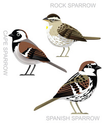 Bird Spanish Sparrow Cape Sparrow Set Cute Cartoon Vector