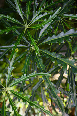 botanical background of colorful leaves, tropical plants