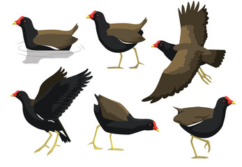 Common Moorhen Bird Poses Vector Illustration