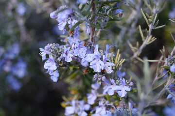 floral background of rosemary tree in bloom