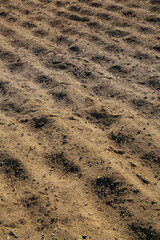 texture background of soil with bird footprints