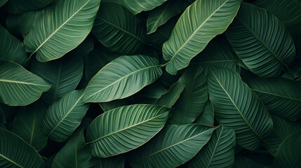 Obraz premium Lush Green Leaves Background with Texture and Vibrant Foliage