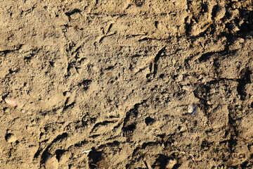texture background of soil with bird footprints