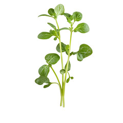 Turnip Isolated on Transparent Background