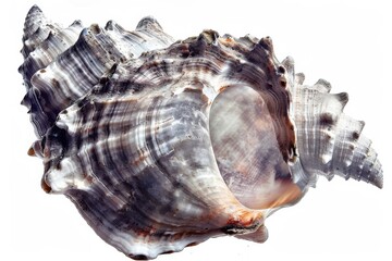 Obraz premium A stunningly iridescent seashell resting gracefully against a white background, showcasing nature's intricate craftsmanship and beauty isolated on transparent background