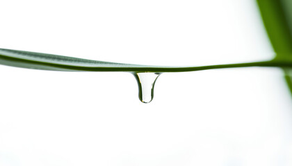 A close-up of a water drop on a fresh green leaf with a white background showcasing nature&rsquo;s beauty