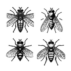 horsefly