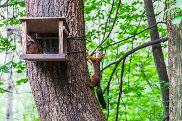 50th Anniversary of October Park on the banks of the Ramenka River with squirrel feeders in Moscow, Russia