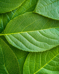 Fototapeta premium Pistachio nut are a healthy food. And it is a useful. Generative AI Illustration
