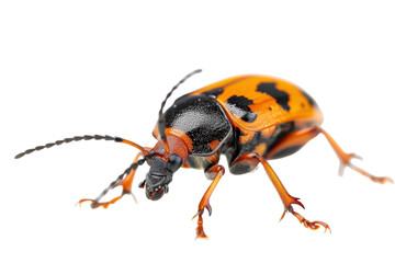 Fototapeta premium Intricate orange and black beetle walking on a white surface in a close-up exploration of nature's detailed artistry isolated on transparent background