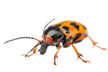 Intricate orange and black beetle walking on a white surface in a close-up exploration of nature's detailed artistry isolated on transparent background