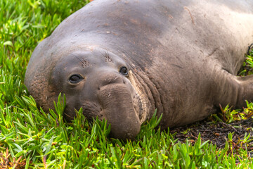 A male elephant seal rests on the Drakes Beach, California