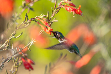Anna's Hummingbird drinking nectar from a flower. © Olga