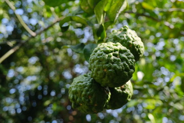 Fototapeta premium Fresh Kaffir Lime Fruits Hanging on Tree Branch in Sunlight