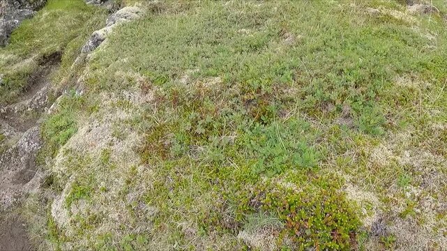POV hand pushing down on green moss growing on lava fields