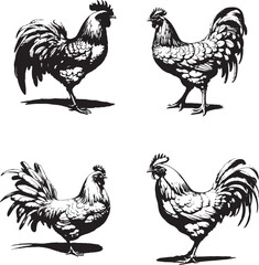 Chicken - High Quality illustration for T-shirt graphic