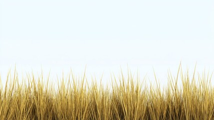 Fototapeta premium Golden Grass Field Background