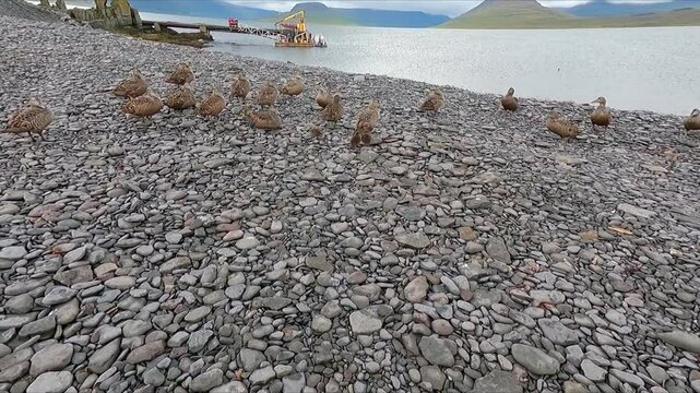 Eider ducks and chicks on pebble beach in Iceland