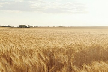 Golden wheat field under a summer sky. Serene landscape photography of a vast expanse of ripe wheat ready for harvest.