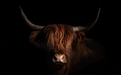 Portrait Schottisches Hochland Rind (Bos Taurus) im Querformat mit dunklem Hintergrund