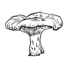 Flat vector hand drawn black and white cartoon Fly agaric mushroom outline illustration. Fly agaric, Fly agaric illustration, mushrooms.