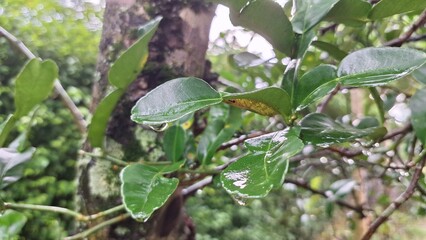 High-Quality Photo of Kaffir Lime Leaves (Citrus Hystrix) on Tree During Rainy Afternoon – Fresh and Natural Botanical Photography for Agriculture and Herbal Projects