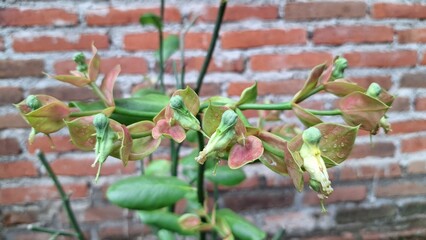 High-Quality Photo of Euphorbia Tithymaloides Ornamental Plant in Rainy Afternoon – Medicinal Plant for Healing Wounds and Eco-Friendly Botanical Projects