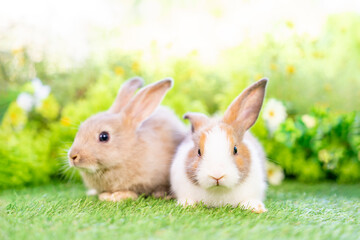 young white brown rabbits sitting in nature, adorable fluffy bunny, concept of rabbit easter