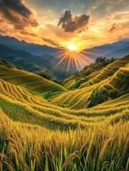 Fotobehang Golden rice terraces bask in the warm glow of a setting sun with mountains in the background © nahwul