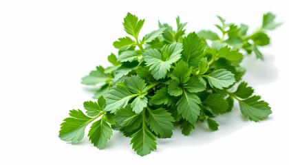 Obraz premium Fresh Green Herbs Bunch Isolated White Background