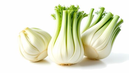 Fresh Fennel Bulbs Healthy, Flavorful, and Organic