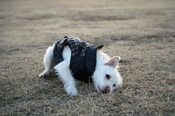 A white dog wearing a black jacket in winter is rolling around in a field and having fun