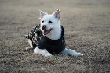 A white dog wearing a black jacket in winter is rolling around in a field and having fun