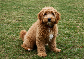 golden doodle dog isolated